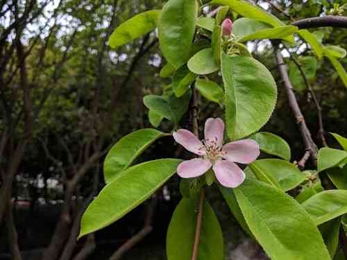 Chinese quince(Pseudocydonia sinensis)