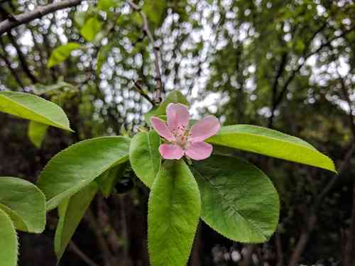 Chinese quince(Pseudocydonia sinensis)