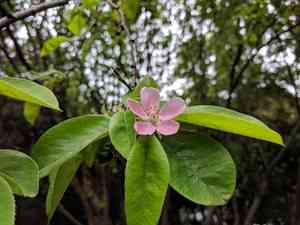 Chinese quince(Pseudocydonia sinensis)