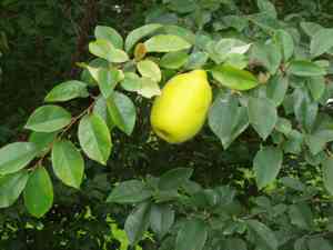 Chinese quince(Pseudocydonia sinensis)