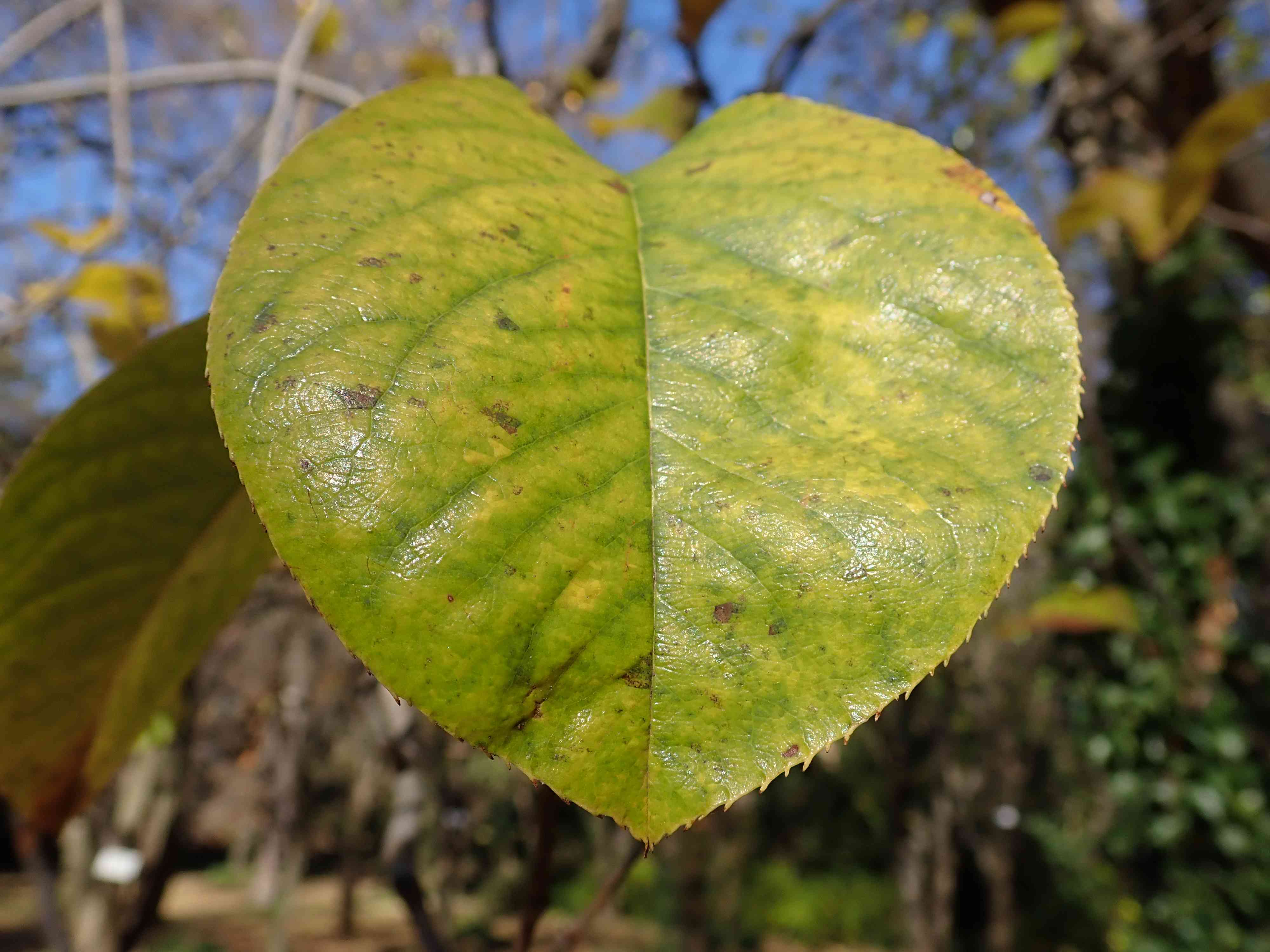 Chinese quince(Pseudocydonia sinensis)
