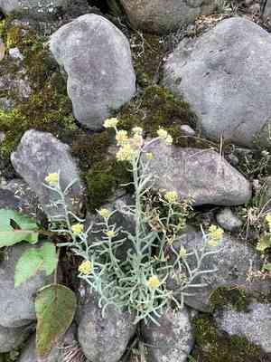 Mouse yeast grass(Pseudognaphalium affine)