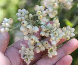 Ladies' tobacco(Pseudognaphalium californicum)