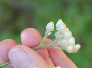 Ladies' tobacco(Pseudognaphalium californicum)