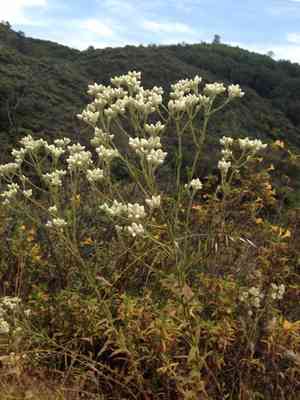 Ladies' tobacco(Pseudognaphalium californicum)
