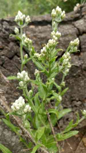 Ladies' tobacco(Pseudognaphalium californicum)