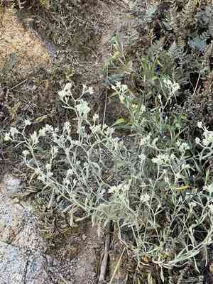 Wright's cudweed(Pseudognaphalium canescens)