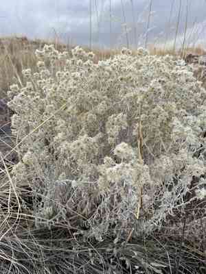 Wright's cudweed(Pseudognaphalium canescens)