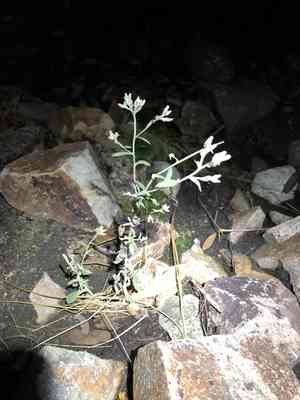 Wright's cudweed(Pseudognaphalium canescens)