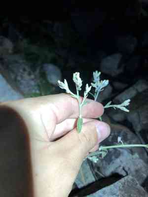 Wright's cudweed(Pseudognaphalium canescens)