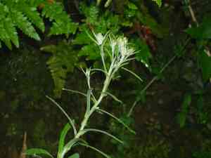 Pseudognaphalium hypoleucum(Pseudognaphalium hypoleucum)