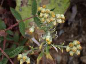 Pseudognaphalium hypoleucum(Pseudognaphalium hypoleucum)