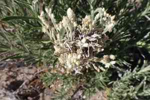 White cudweed(Pseudognaphalium leucocephalum)