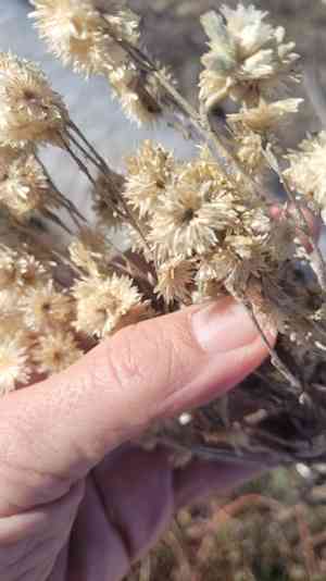 White cudweed(Pseudognaphalium leucocephalum)