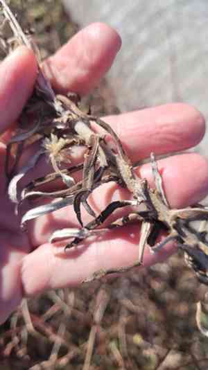 White cudweed(Pseudognaphalium leucocephalum)