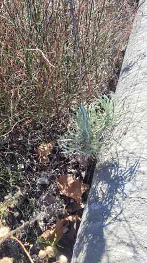 White cudweed(Pseudognaphalium leucocephalum)