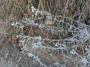 Wright's cudweed(Pseudognaphalium microcephalum)