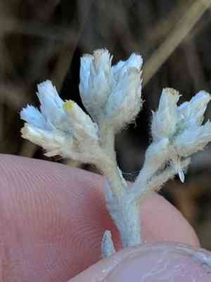 Wright's cudweed(Pseudognaphalium microcephalum)