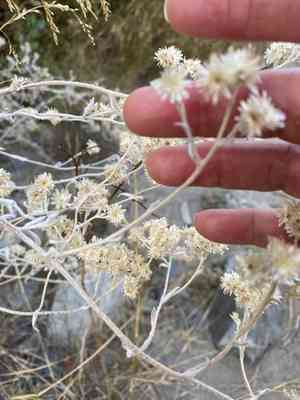 Wright's cudweed(Pseudognaphalium microcephalum)