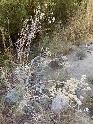 Wright's cudweed(Pseudognaphalium microcephalum)