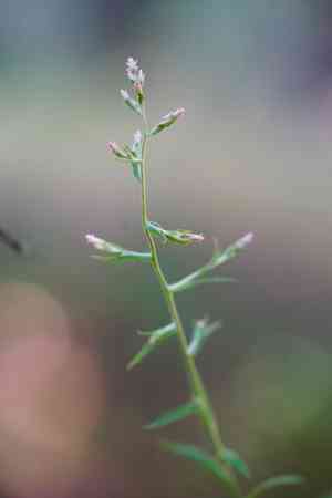 Pink cudweed(Pseudognaphalium ramosissimum)