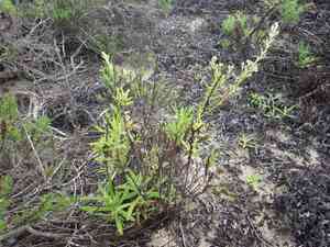 Pink cudweed(Pseudognaphalium ramosissimum)