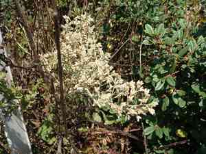Pink cudweed(Pseudognaphalium ramosissimum)