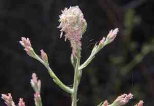 Pink cudweed(Pseudognaphalium ramosissimum)