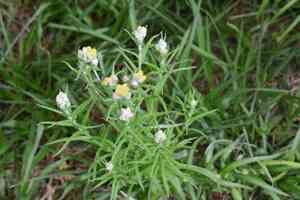 Clammy cudweed(Pseudognaphalium viscosum)