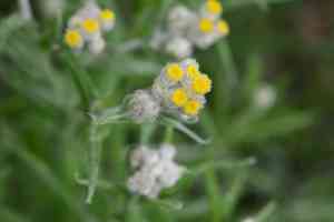 Clammy cudweed(Pseudognaphalium viscosum)