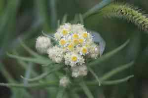 Clammy cudweed(Pseudognaphalium viscosum)