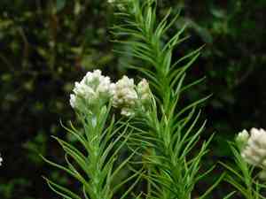 Clammy cudweed(Pseudognaphalium viscosum)