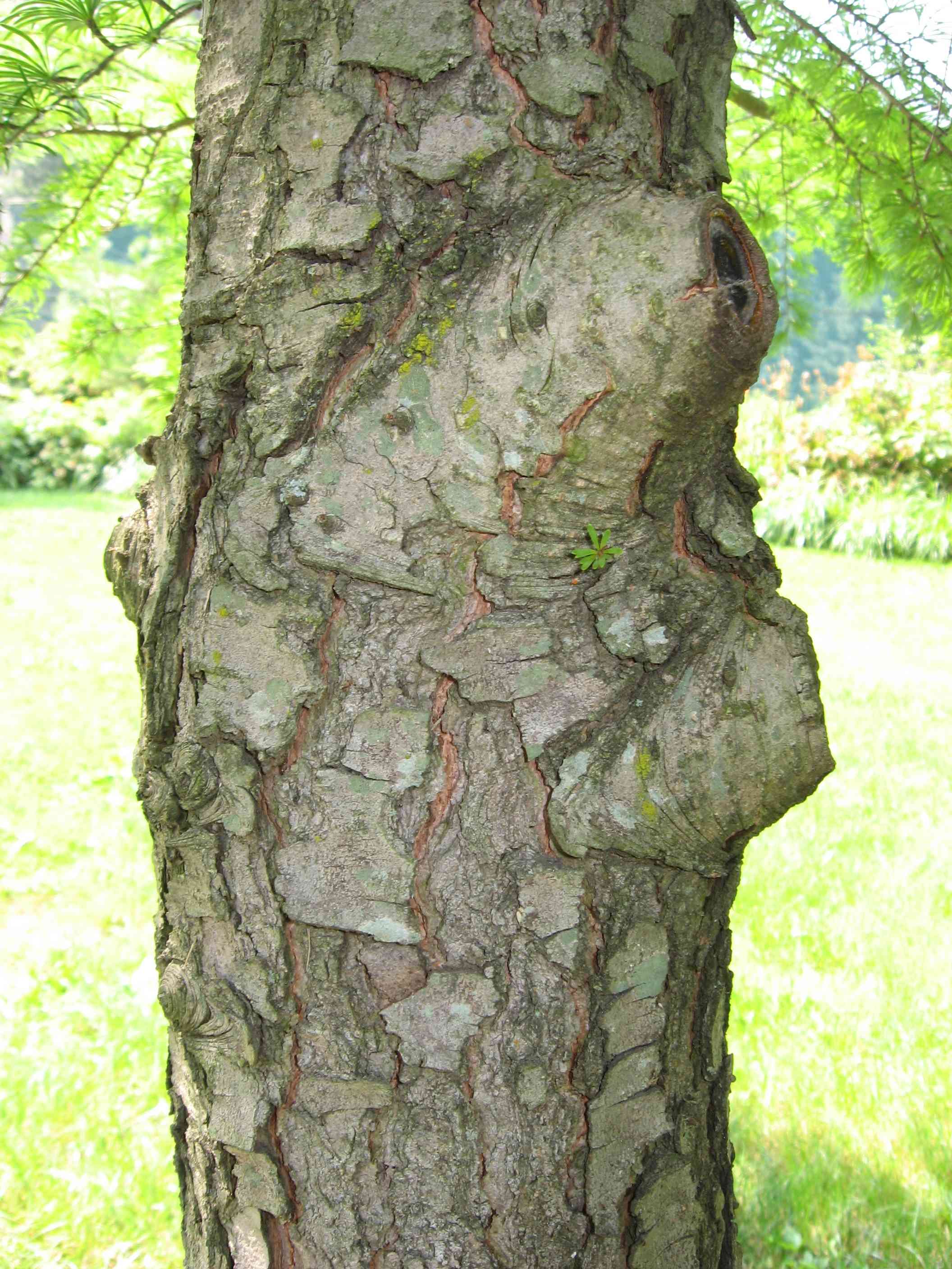 Golden larch(Pseudolarix amabilis)