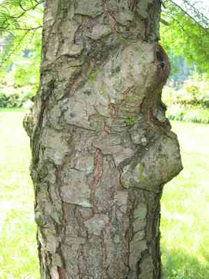 Golden larch(Pseudolarix amabilis)