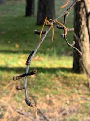 Golden larch(Pseudolarix amabilis)