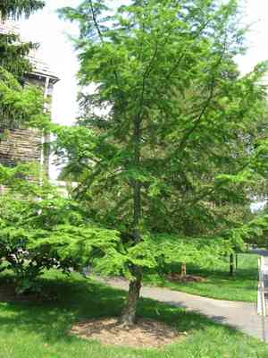 Golden larch(Pseudolarix amabilis)