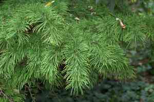 Golden larch(Pseudolarix amabilis)