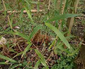 Arrow bamboo(Pseudosasa japonica)