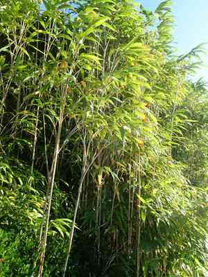 Arrow bamboo(Pseudosasa japonica)