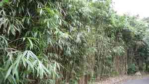 Arrow bamboo(Pseudosasa japonica)