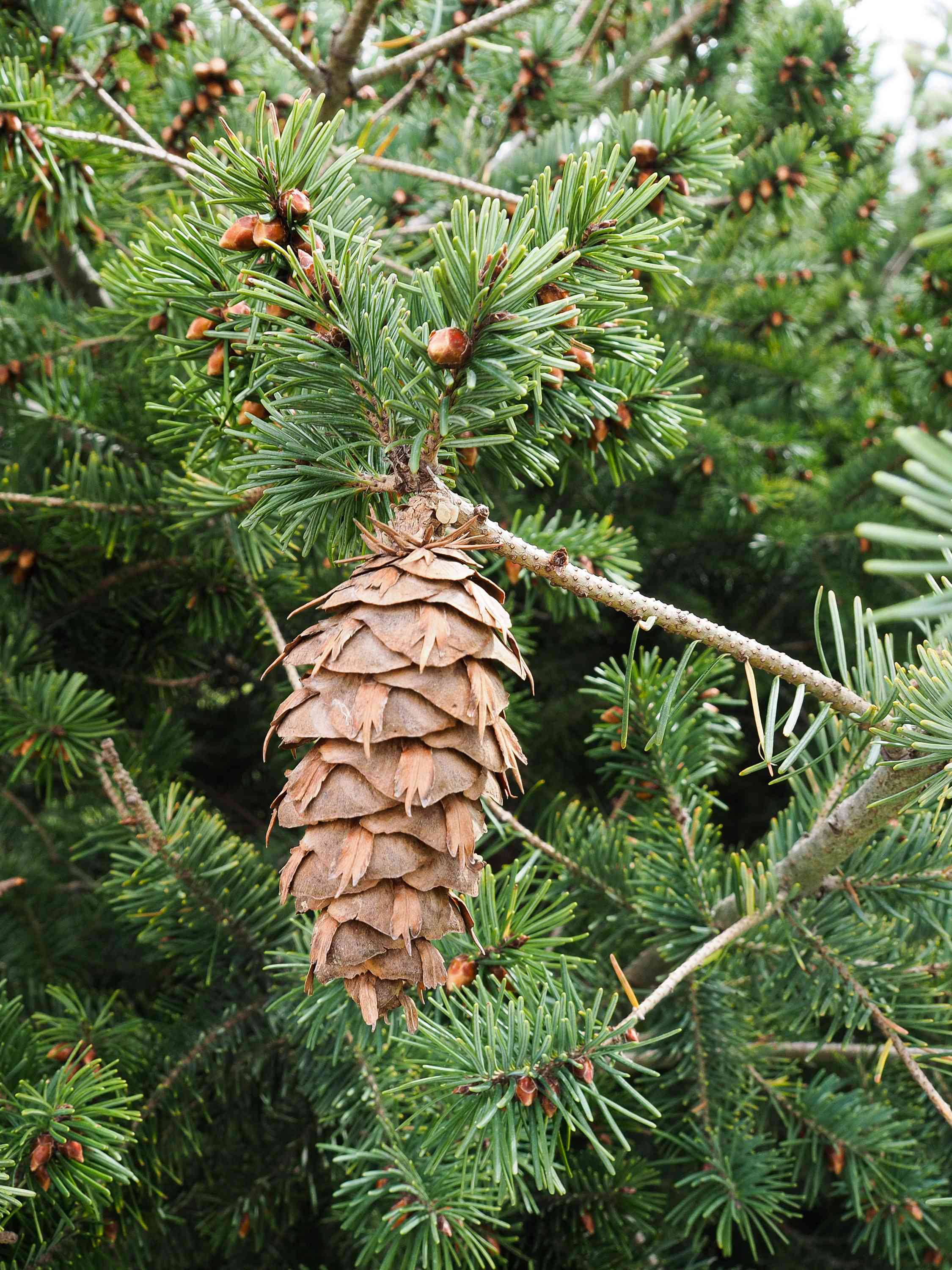Common douglas-fir(Pseudotsuga menziesii)