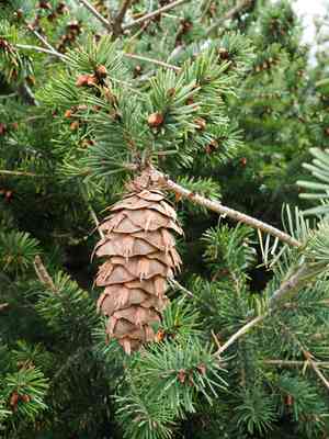 Common douglas-fir(Pseudotsuga menziesii)