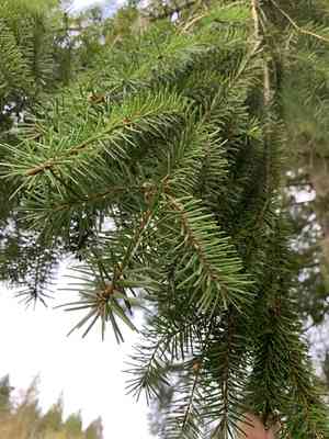 Common douglas-fir(Pseudotsuga menziesii)