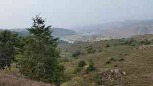 Common douglas-fir(Pseudotsuga menziesii)