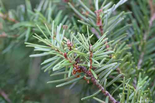 Common douglas-fir(Pseudotsuga menziesii)