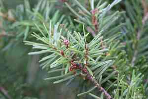 Common douglas-fir(Pseudotsuga menziesii)
