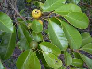 Strawberry guava(Psidium cattleianum)