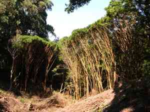 Strawberry guava(Psidium cattleianum)