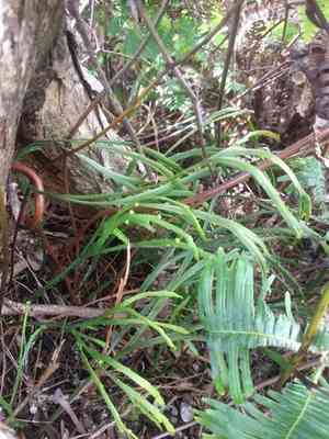 Flatfork fern(Psilotum complanatum)