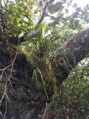 Flatfork fern(Psilotum complanatum)